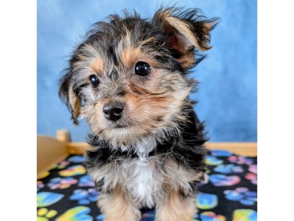 [#4083] Baxter - Black / Tan Male Yochon Puppies for Sale